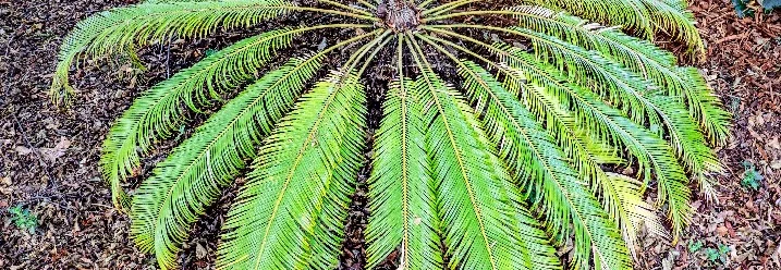 Grüne Palme von oben